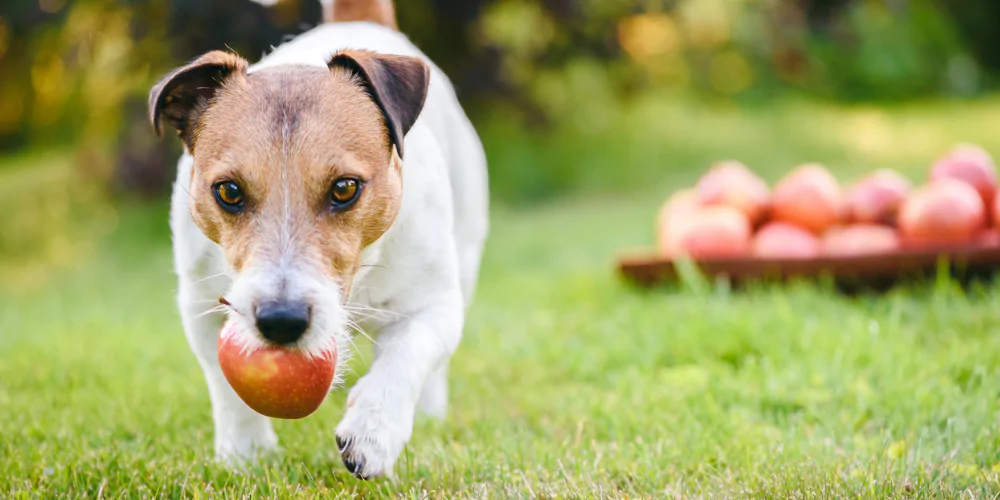 a picture of a Jack Russell Terrier outside with an apple in its mouth