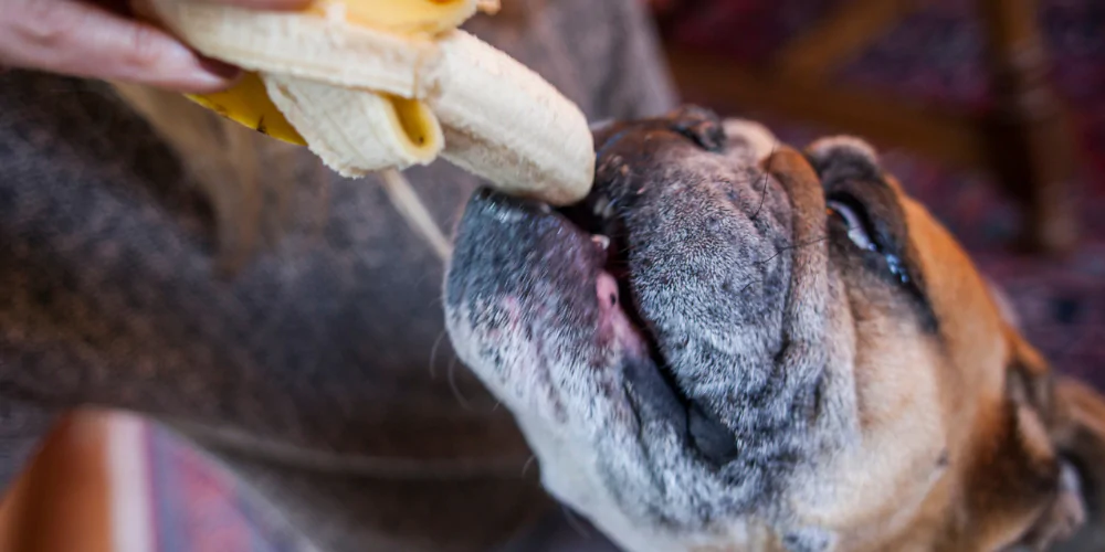 A picture of an English Bulldog eating a banana