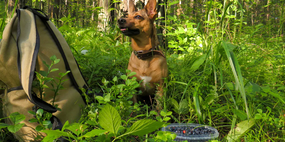 A picture of a shepherd dog sat in a forest with a bowl of blueberries