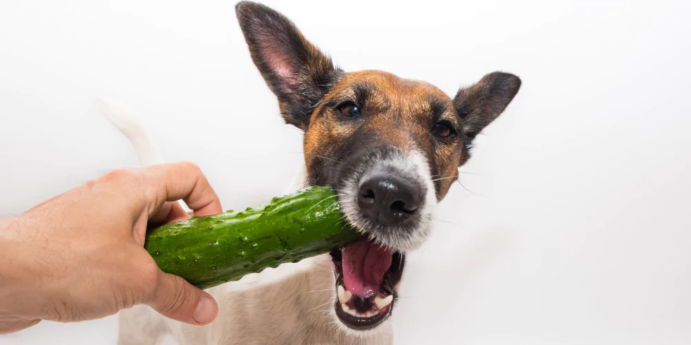 A picture of a dog eating a cucumber