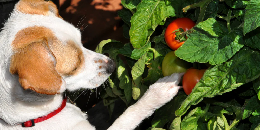 A picture of a terrier breed pawing at some vine tomatoes