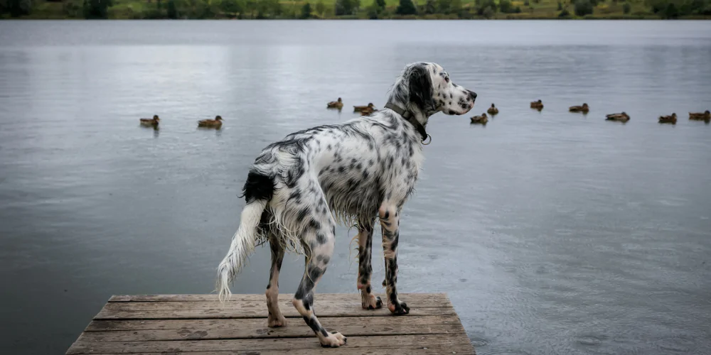 A picture of an English Setter stood on a jetty next to a lake