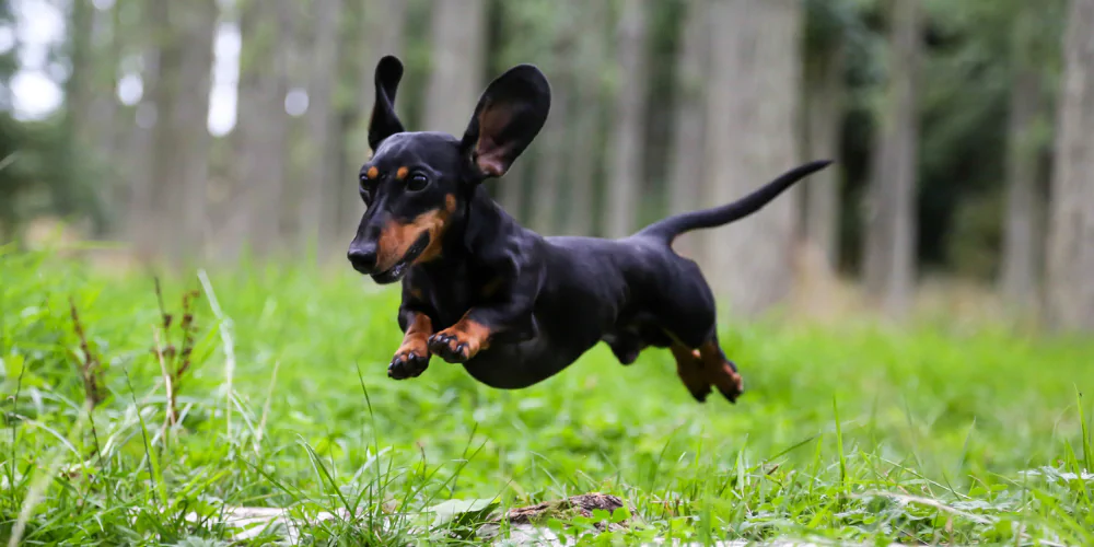 A picture of a black and tan Dachshund running through the woods