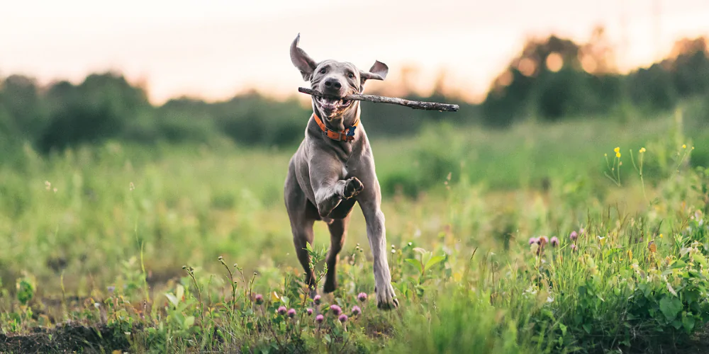 A picture of a Weimaraner running in a field with a stick in its mouth