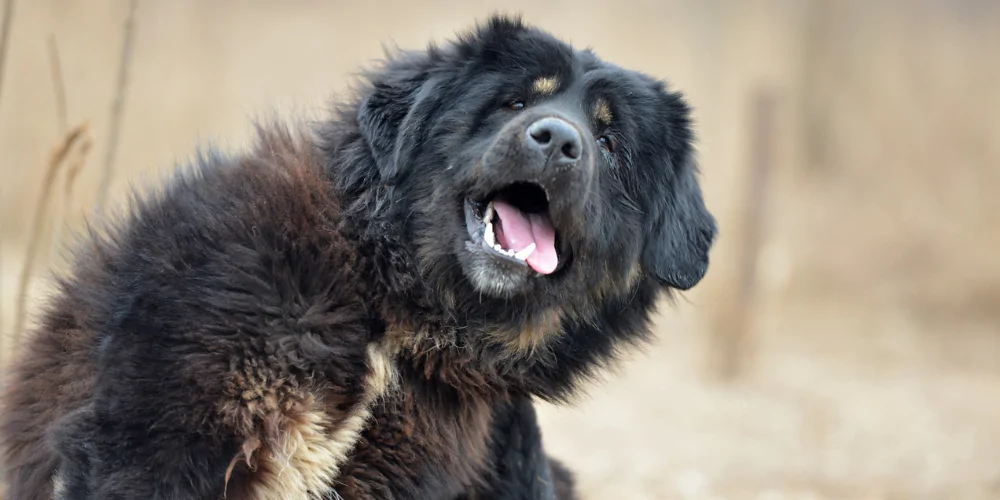 A picture of a Tibetan Mastiff stretching and smiling