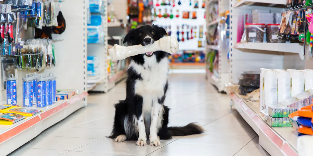 A picture of a Border Collie in a pet shop holding a giant bone
