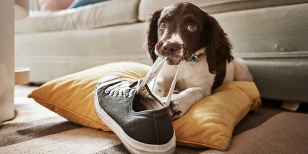 A picture of a Spaniel puppy lying on a pillow, chewing some shoe laces