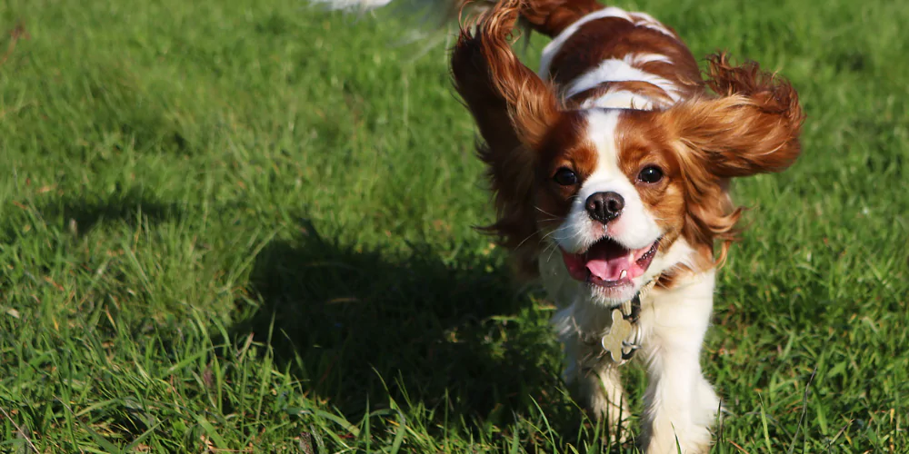 A picture of a Cavalier King Charles Spaniel running through the grass