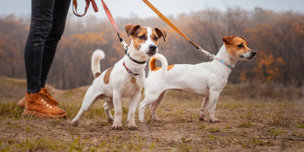 A picture of two Jack Russell Terriers wearing collars being walked in a field