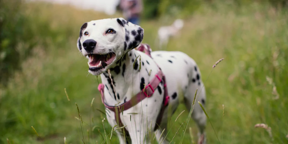A picture of a Dalmatian wearing a pink harness being walked in a field
