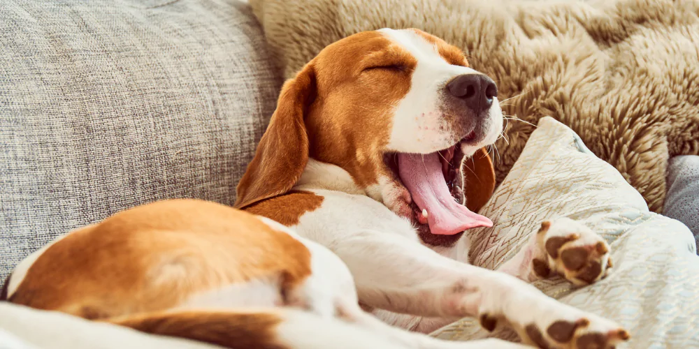 A picture of a sleepy Beagle lying on a sofa