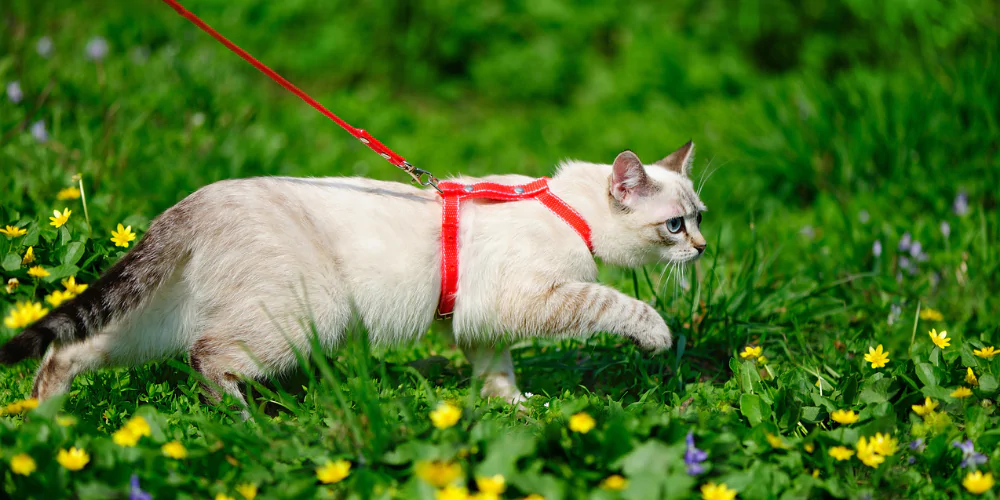 A picture of a tabby kitten wearing a red lead and harness walking through a meadow