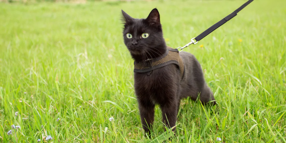 A picture of a short haired black cat wearing a harness and lead outdoors