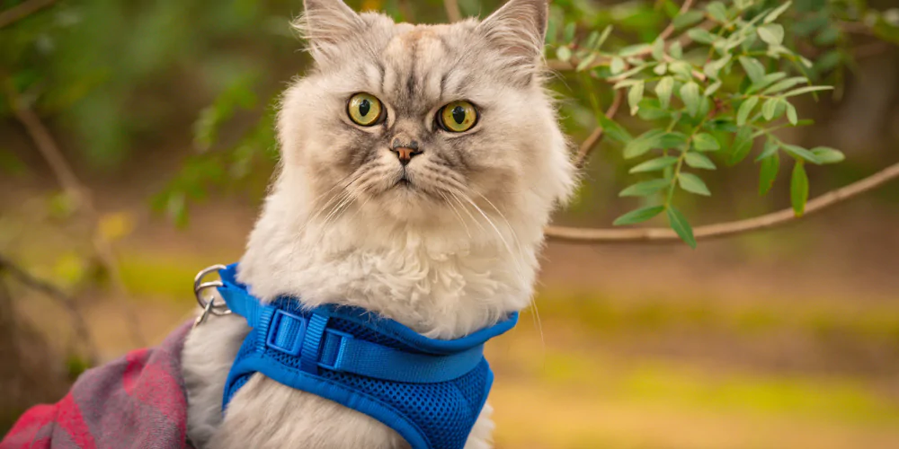 A picture of a fluffy cream cat wearing a blue harness