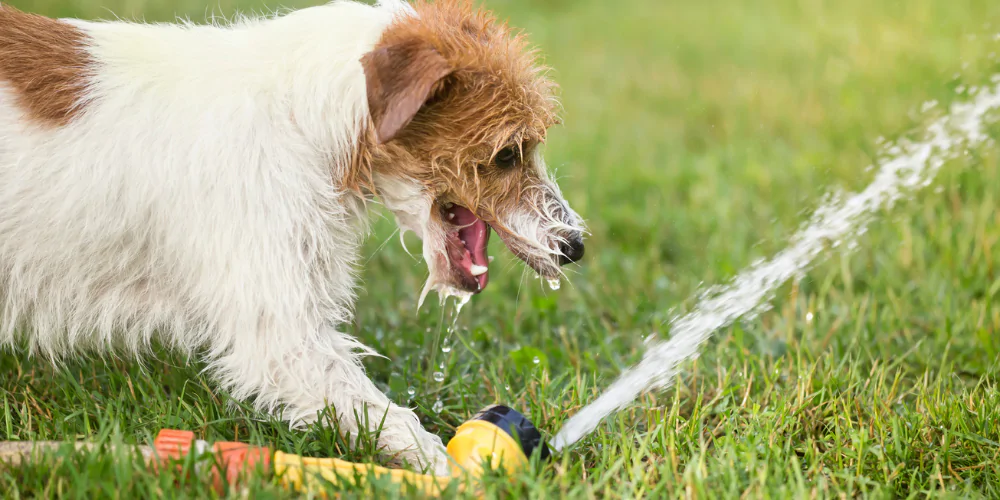 A picture of a Jack Russell Terrier cooling down with a water hose