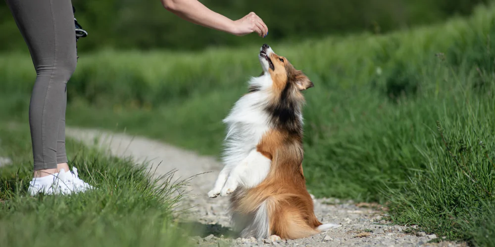 A picture of a Collie dog outside learning to sit with positive reinforcement training