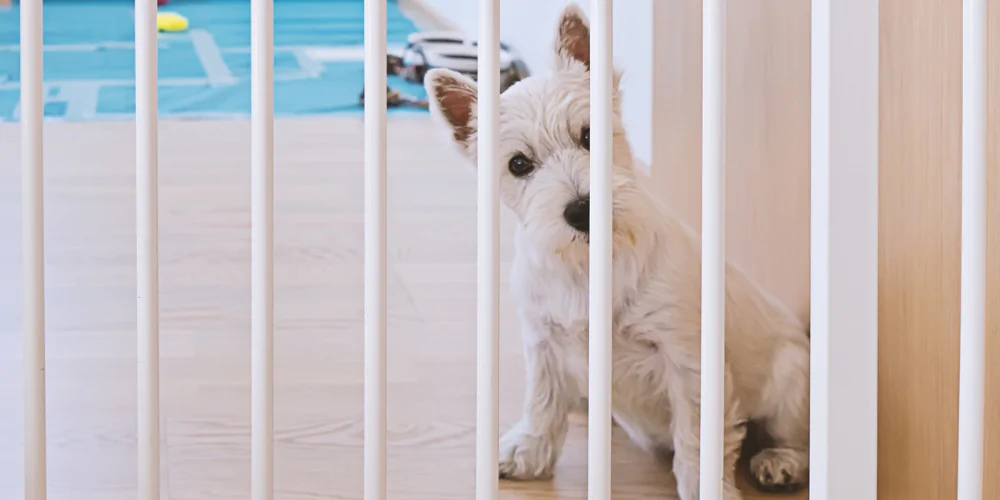 A picture of a West Highland Terrier being trained using a dog gate and positive reinforcement