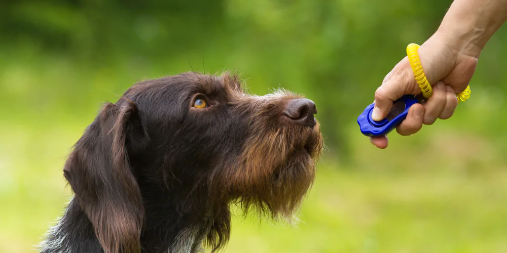 A picture of a brown terrier being trained outdoors with a clicker and using positive reinforcement