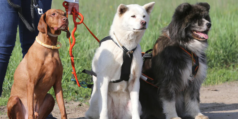 A picture of three dogs sitting, all wearing harnesses or collars