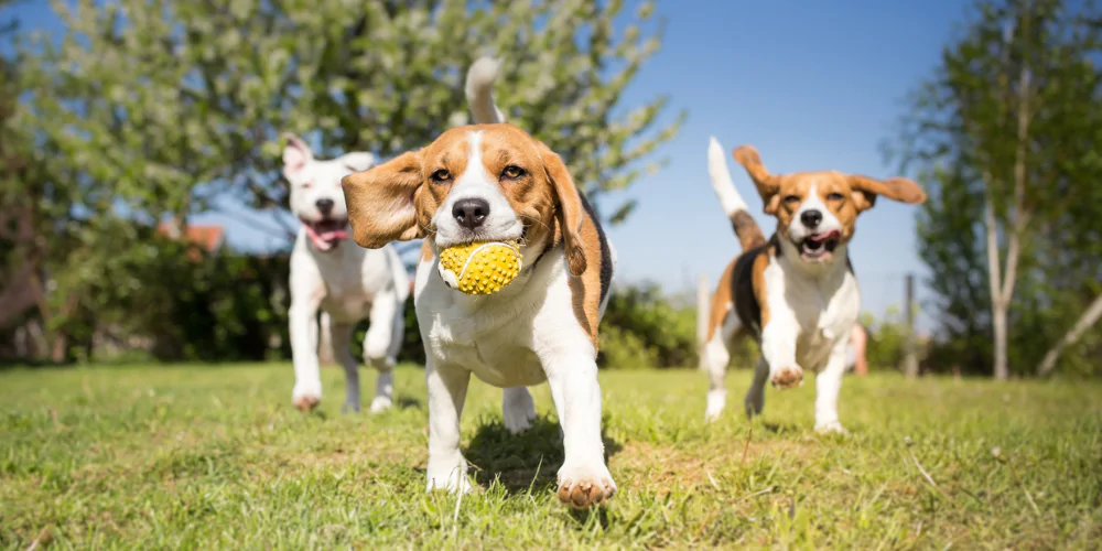 A picture of two Beagles and a Staffie running together, with one Beagle carrying a yellow ball