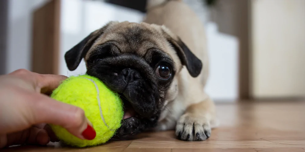 A picture of a Pug puppy chewing a tennis ball