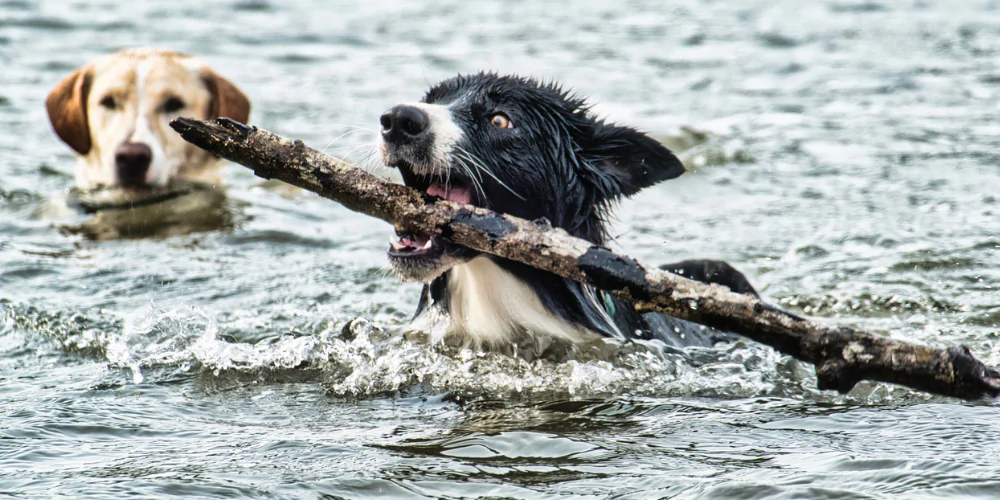 A picture of a Collie with a stick in its mouth swimming next to a Labrador
