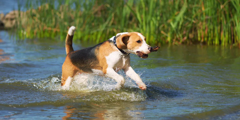 A picture of a Beagle running out of water with a stick in its mouth