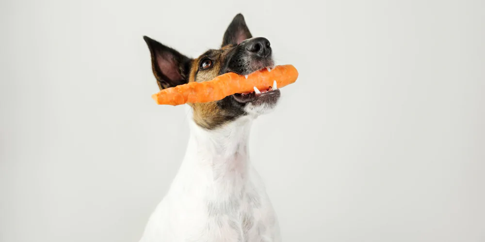 A picture of a Fox Terrier holding a carrot in its mouth