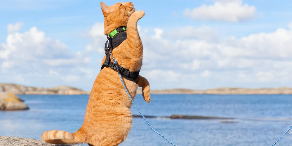 A picture of a ginger cat at the seaside wearing a harness and leash
