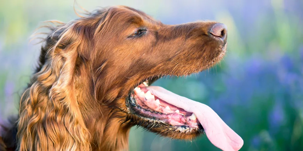 A picture of an Irish Setter drooling and panting