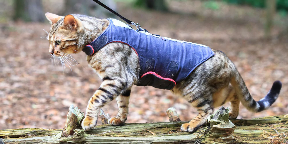 A picture of a Bengal cat wearing a harness and lead, walking on a log