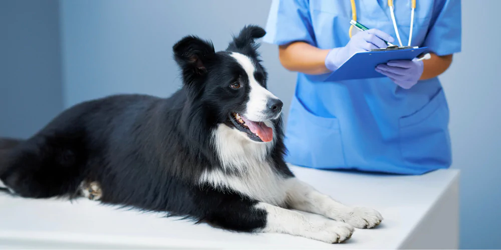 A picture of a Sheepdog lying on a table being checked by a vet