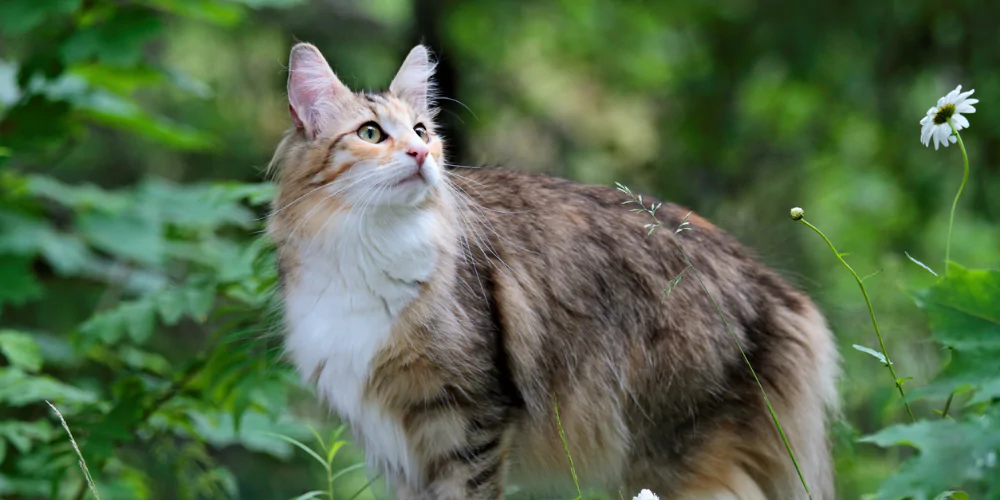 A picture of a Norwegian Forest cat standing proudly outdoors