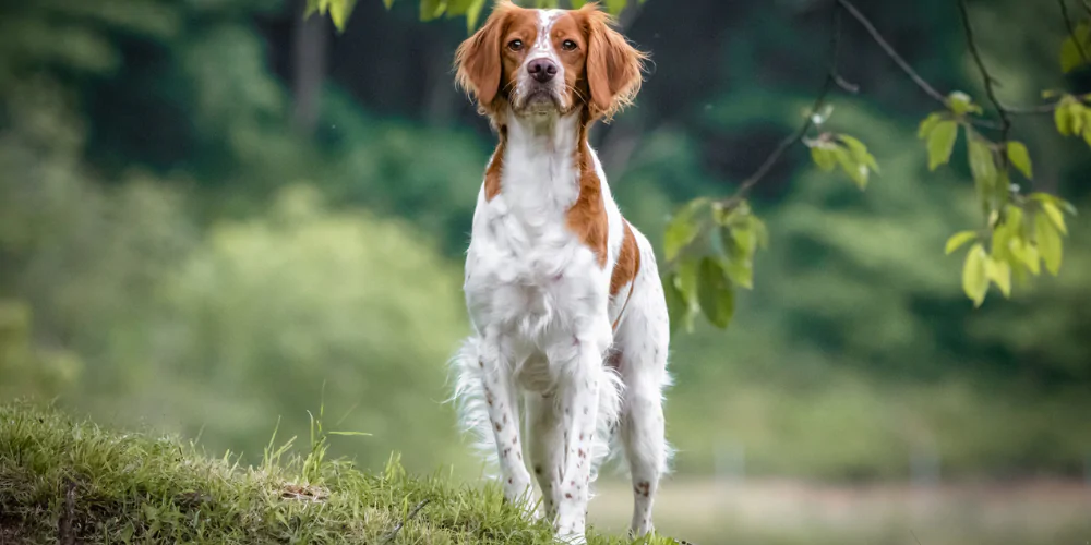 A picture of a red and white Spaniel standing proudly outdoors