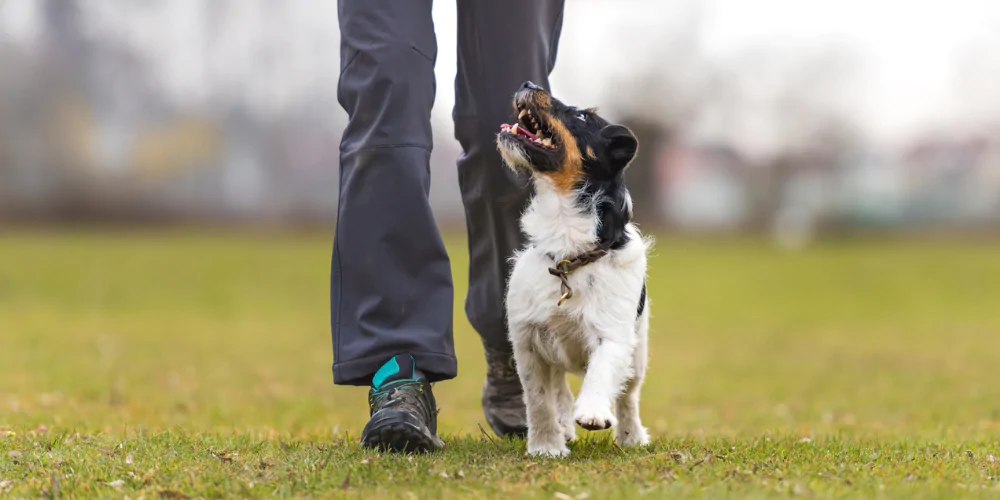 A picture of a Jack Russell Terrier learning heel work with positive reinforcement training