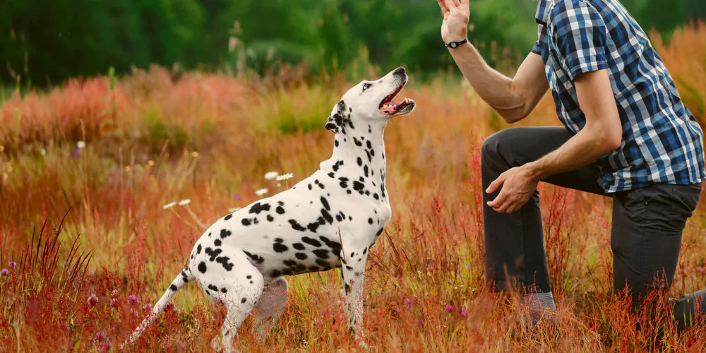 A picture of a Dalmatian in a field training with positive reinforcement