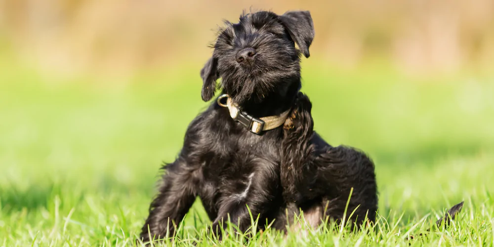 A picture of a Schnauzer puppy scratching itself on the grass