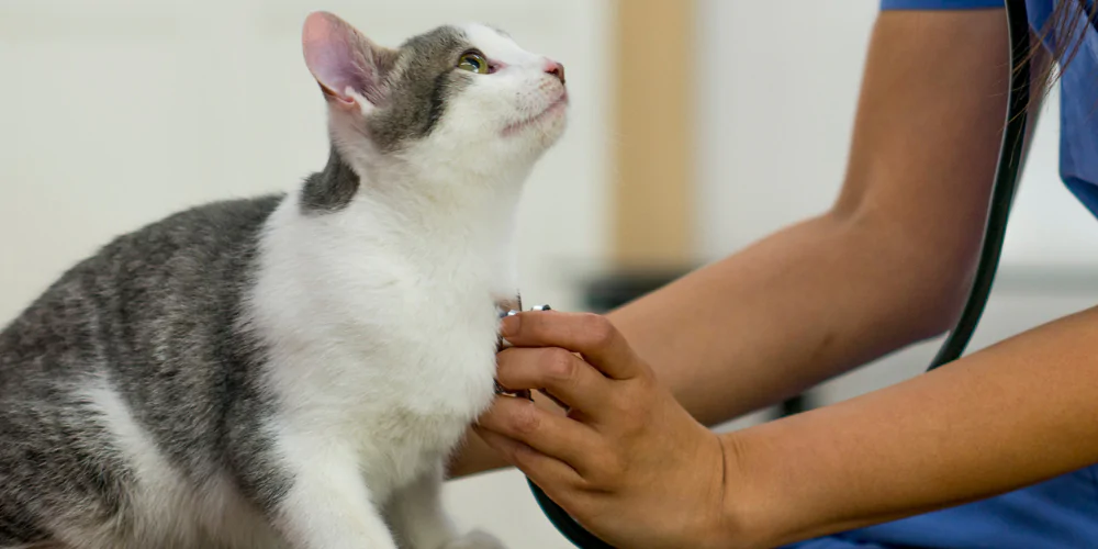 A picture of a Moggie having a health check by a vet during blood donation