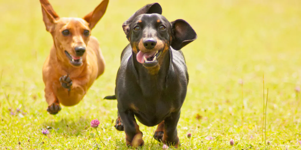 A picture of two Dachshunds chasing each other outside