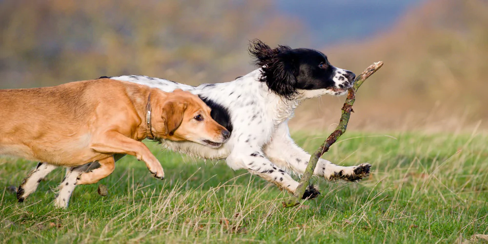 A picture of a Labdrador running after a Spaniel with a branch in its mouth