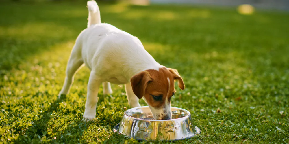 A picture of a Fox Terrier eating out of a metal bowl in the garden