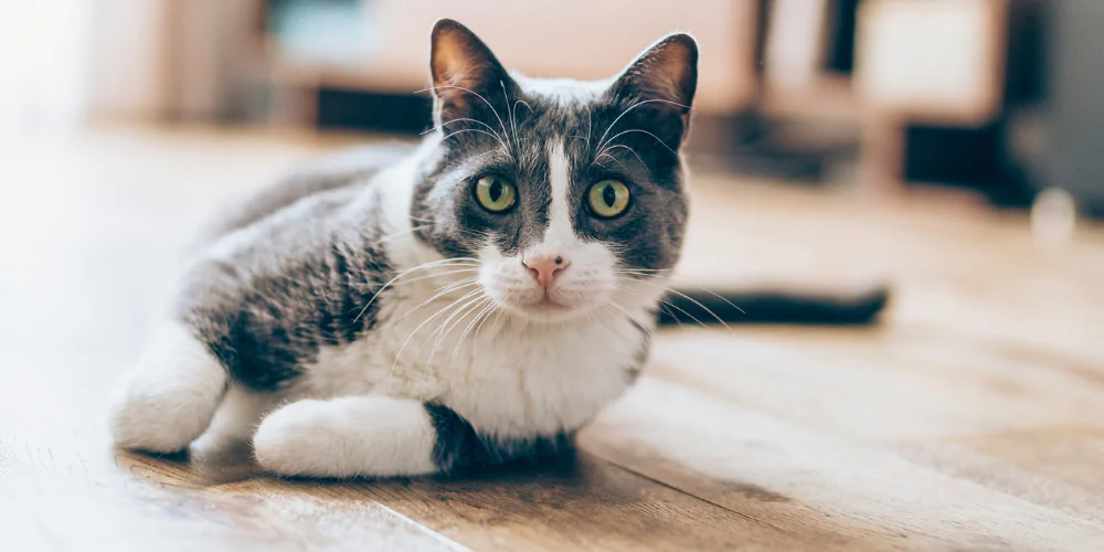 A picture of a tuxedo cat lying on a wooden floor