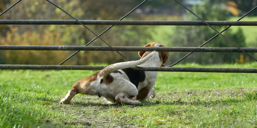 A picture of a Jack Russell Terrier squeezing under a country gate in a field