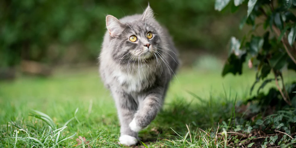 A picture of a long haired grey cat walking in a garden
