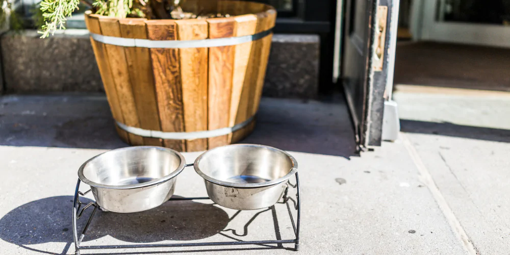 A picture of two water bowls outside a dog-friendly shop