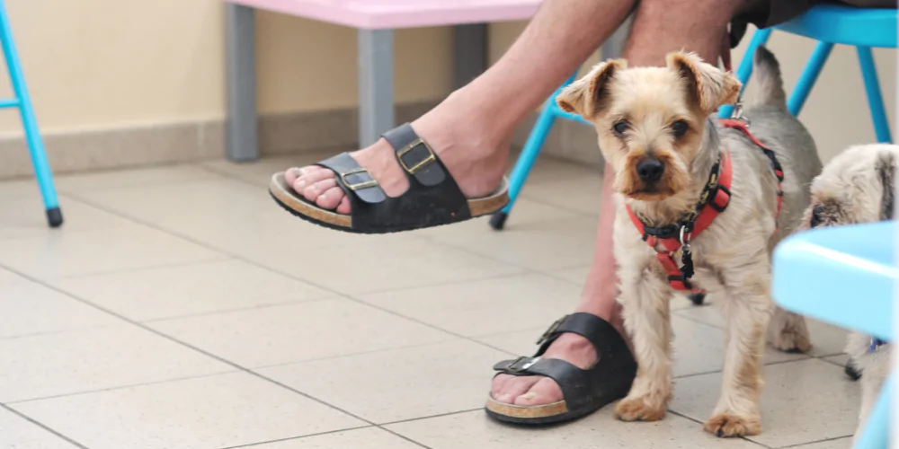A picture of a Terrier stood in a vet waiting room