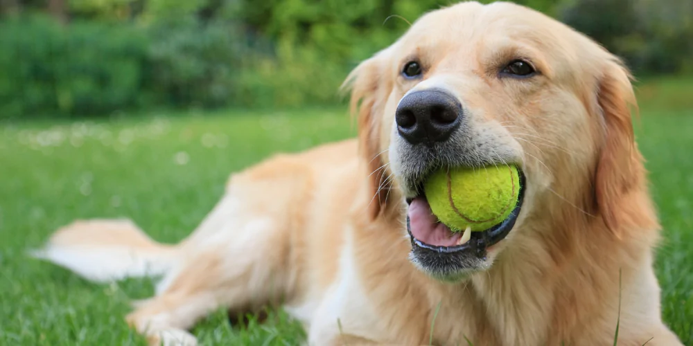 A picture of a Golden Retriever lying in the grass with a tennis ball in its mouth