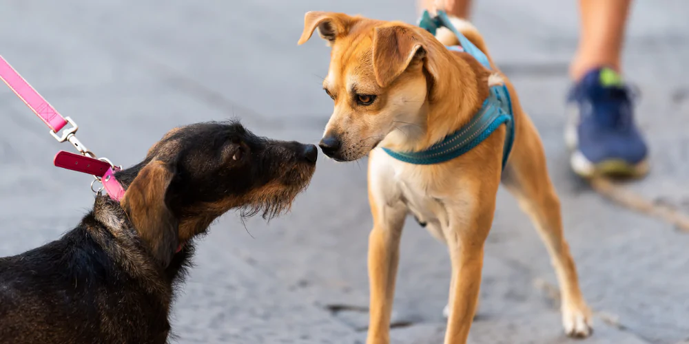 A picture of a Terrier and mixed breed small dog meeting on lead