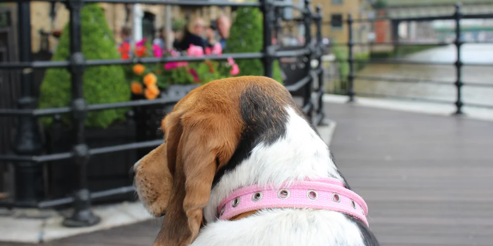 A picture of a Beagle looking at a pub on the waterside