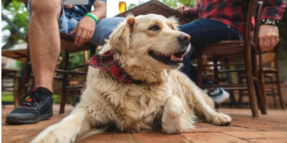 A picture of a Golden Retriever lying down in a pub garden
